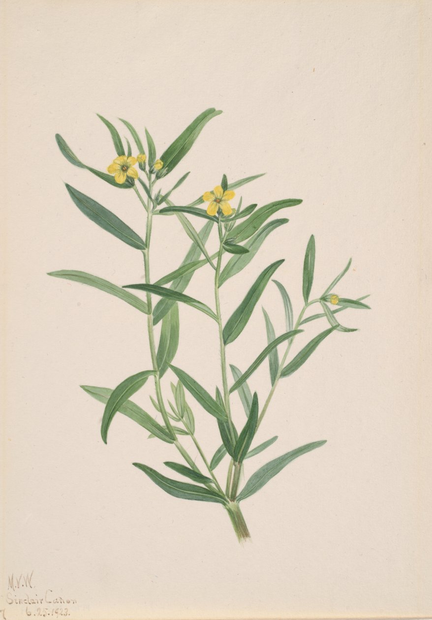 Uden titel Blomsterstudie, 1923. af Mary Vaux Walcott