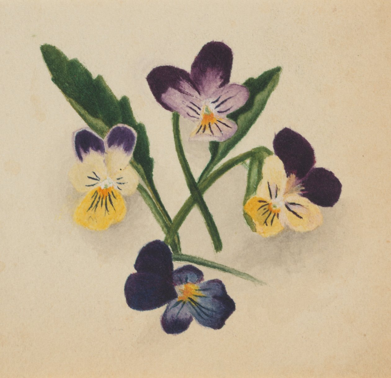 Uden titel stedmoderblomster, 1874. af Mary Vaux Walcott
