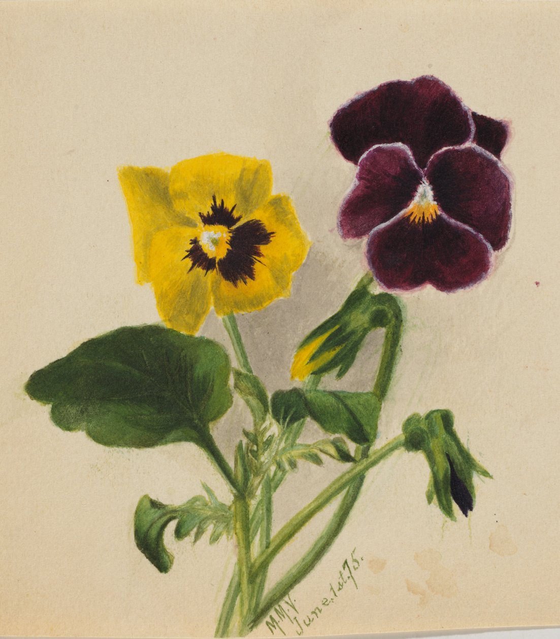 Uden titel stedmoderblomster, 1875. af Mary Vaux Walcott