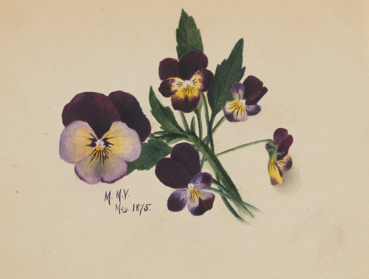 Uden titel stedmoderblomster, 1875. af Mary Vaux Walcott