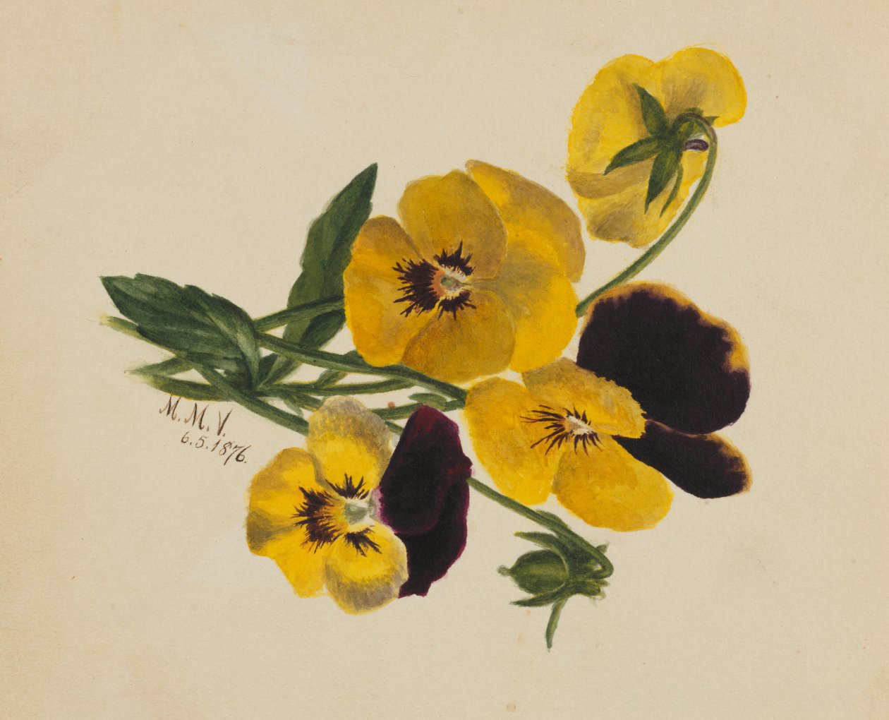 Uden titel stedmoderblomster, 1876. af Mary Vaux Walcott