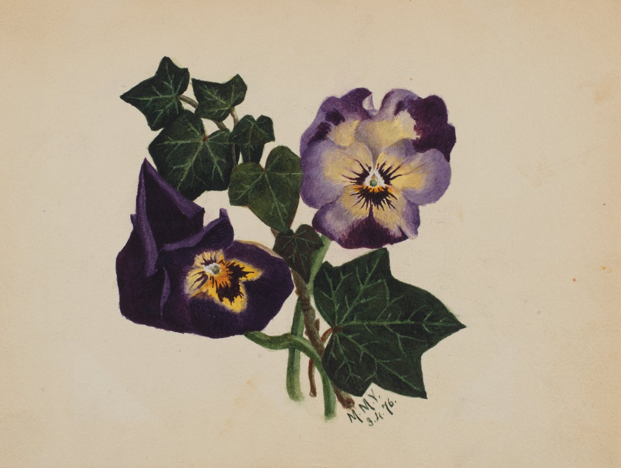 Uden titel Pansies and Ivy, 1876. af Mary Vaux Walcott