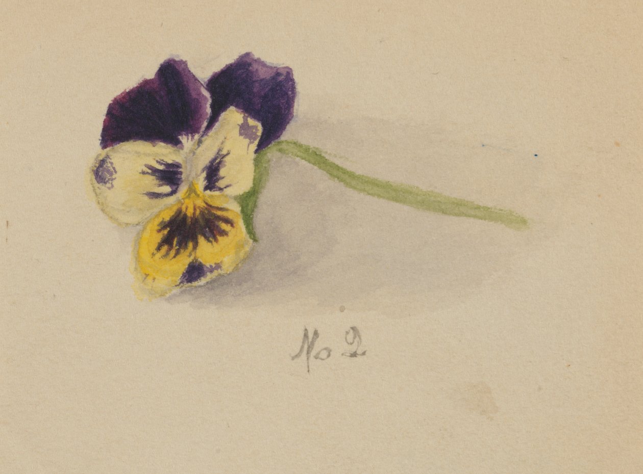 Uden titel stedmoderblomst, 1872. af Mary Vaux Walcott