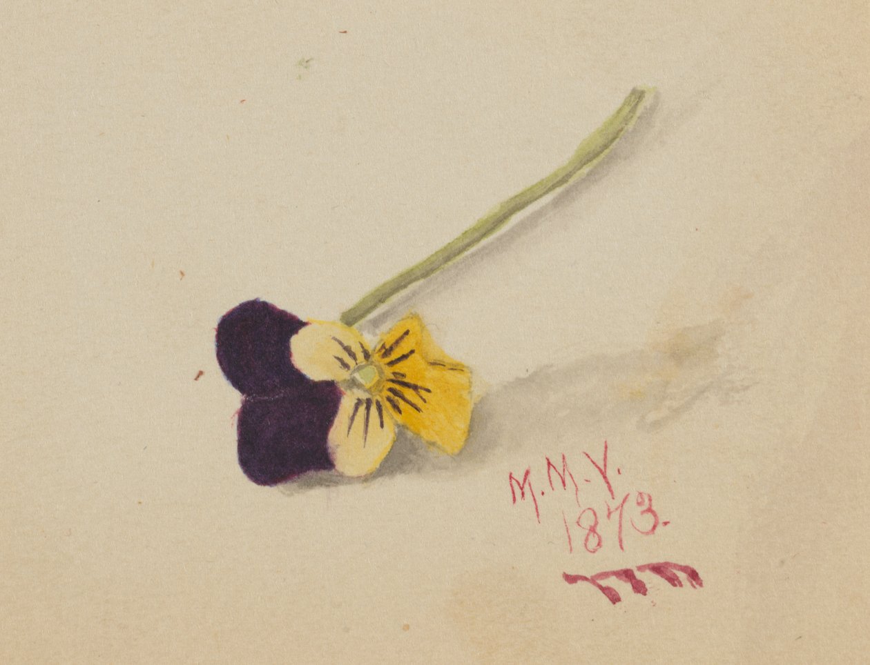Uden titel stedmoderblomst, 1873. af Mary Vaux Walcott
