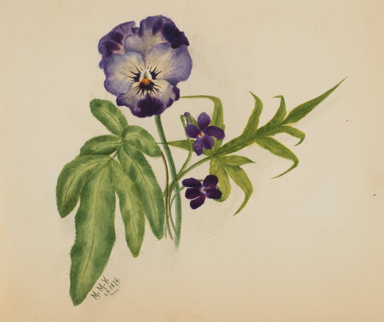 Uden titel stedmoderblomst, 1876. af Mary Vaux Walcott