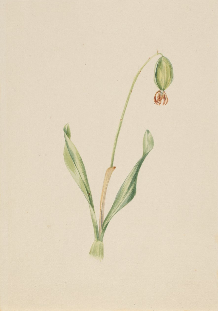 Uden titel Planteundersøgelse, ca. begyndelsen af 1930