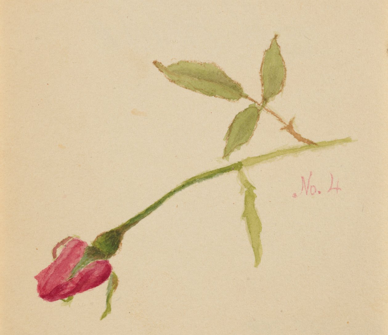 Uden titel Rose, 1872. af Mary Vaux Walcott
