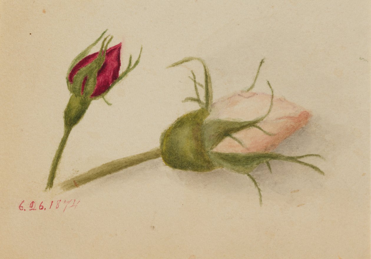 Uden titel Rosebuds, 1874. af Mary Vaux Walcott