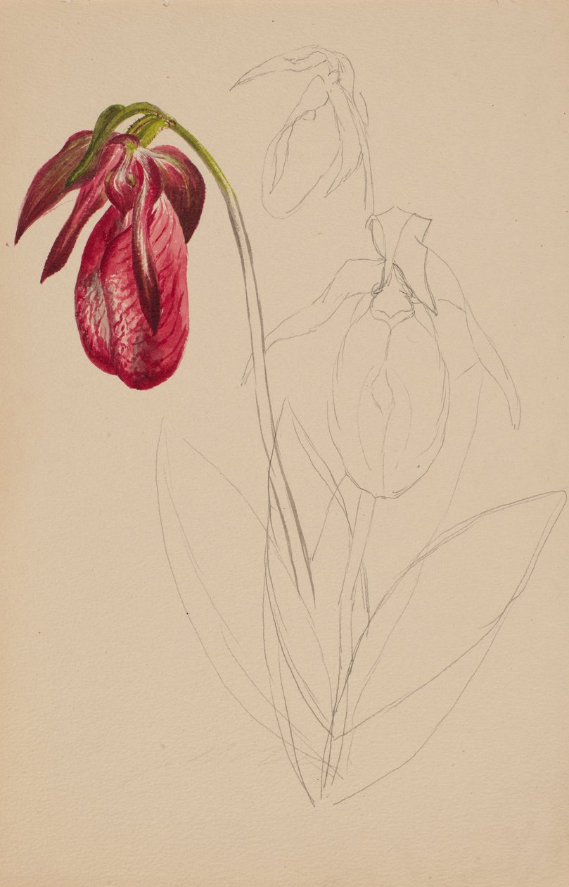 Ubenævnt Unfinished Sketch, n.d. af Mary Vaux Walcott