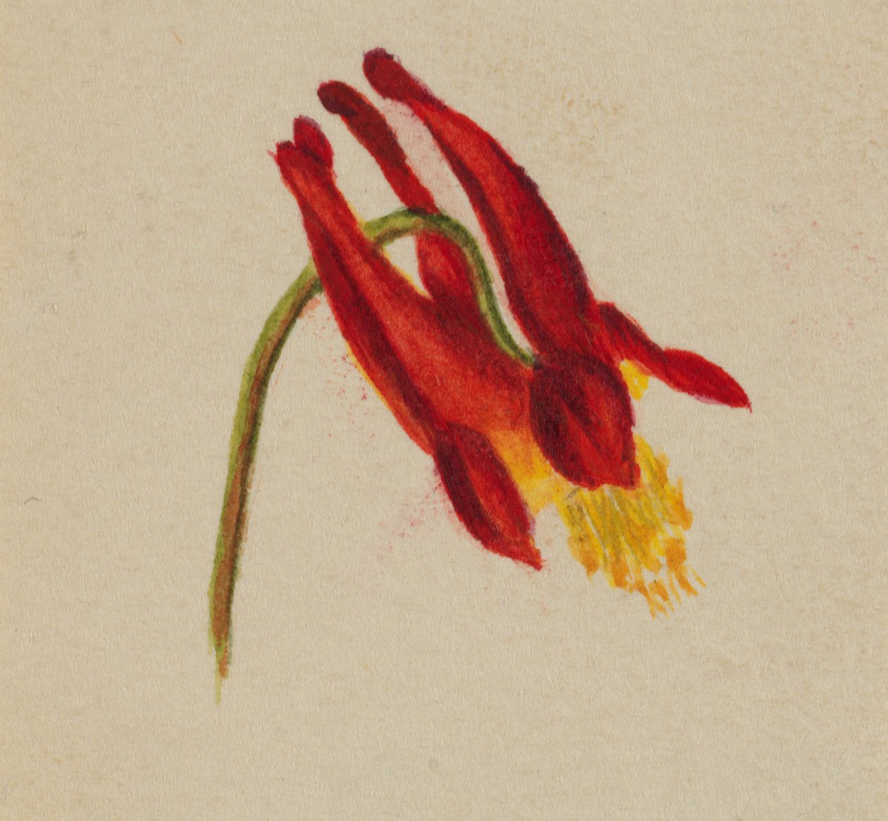 Uden titel, ca. 1874. af Mary Vaux Walcott