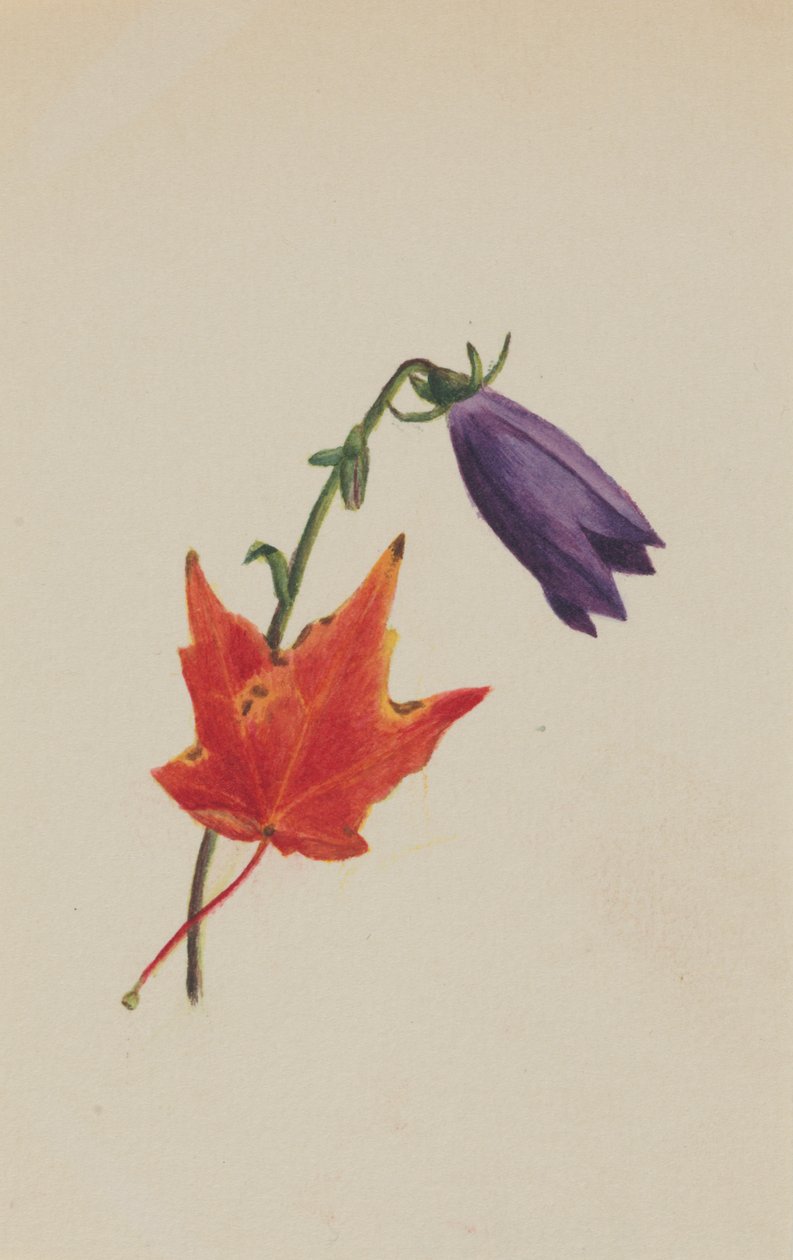 Uden titel, ca. 1876. af Mary Vaux Walcott