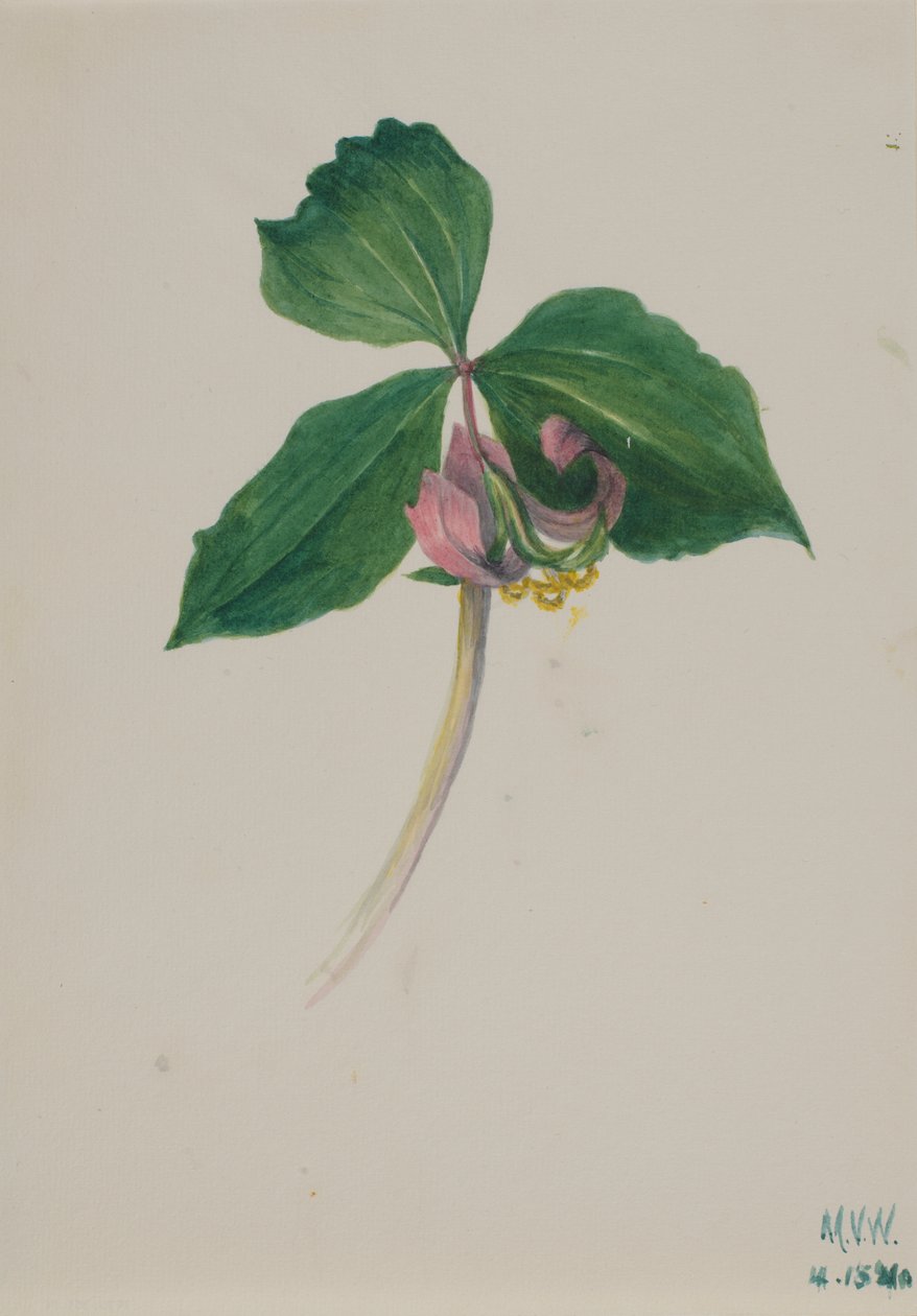 Uden titel, ca. 1920. af Mary Vaux Walcott