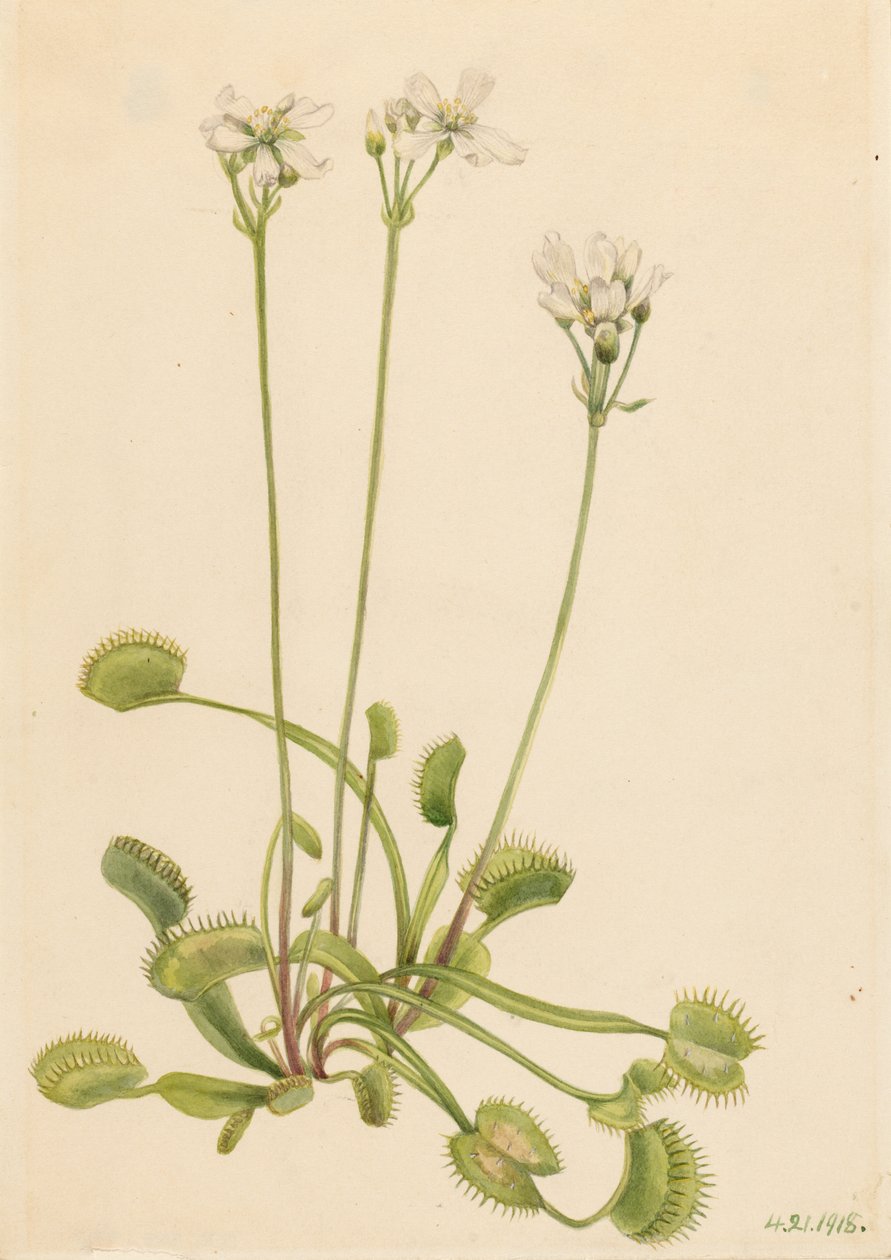 Venusfluefanger (Dionaea muscipula) af Mary Vaux Walcott