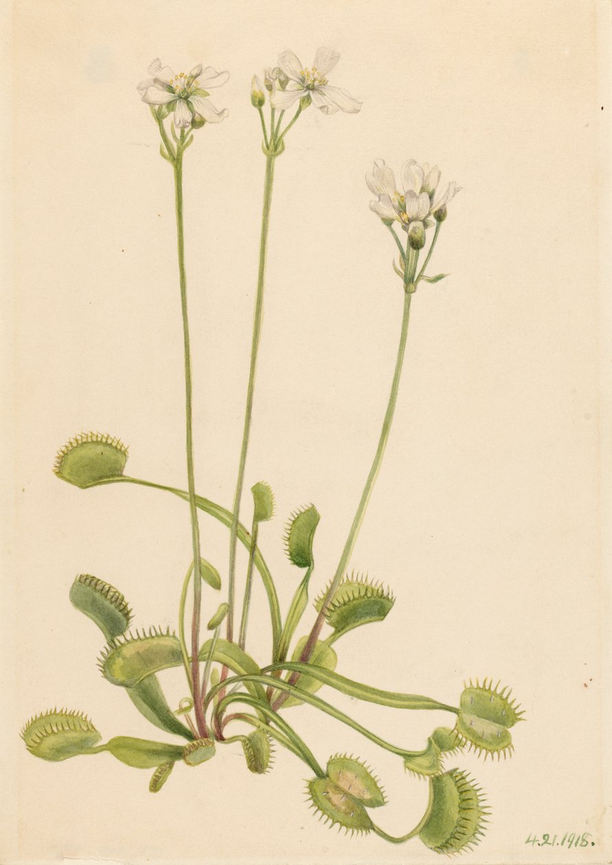 Venus fluefælde Dionaea muscipula, 1918. af Mary Vaux Walcott