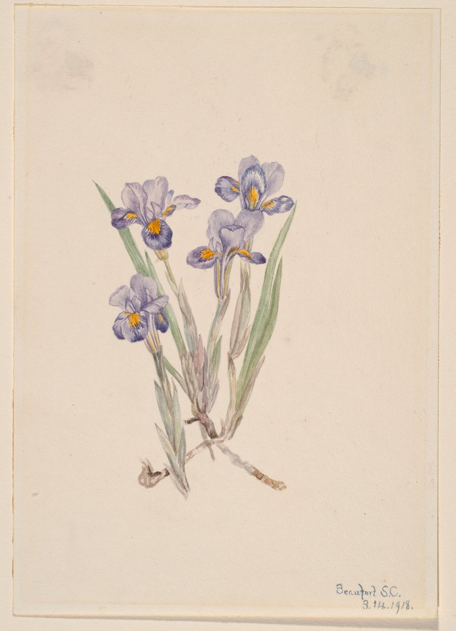 Forårsiris (Iris verna) af Mary Vaux Walcott