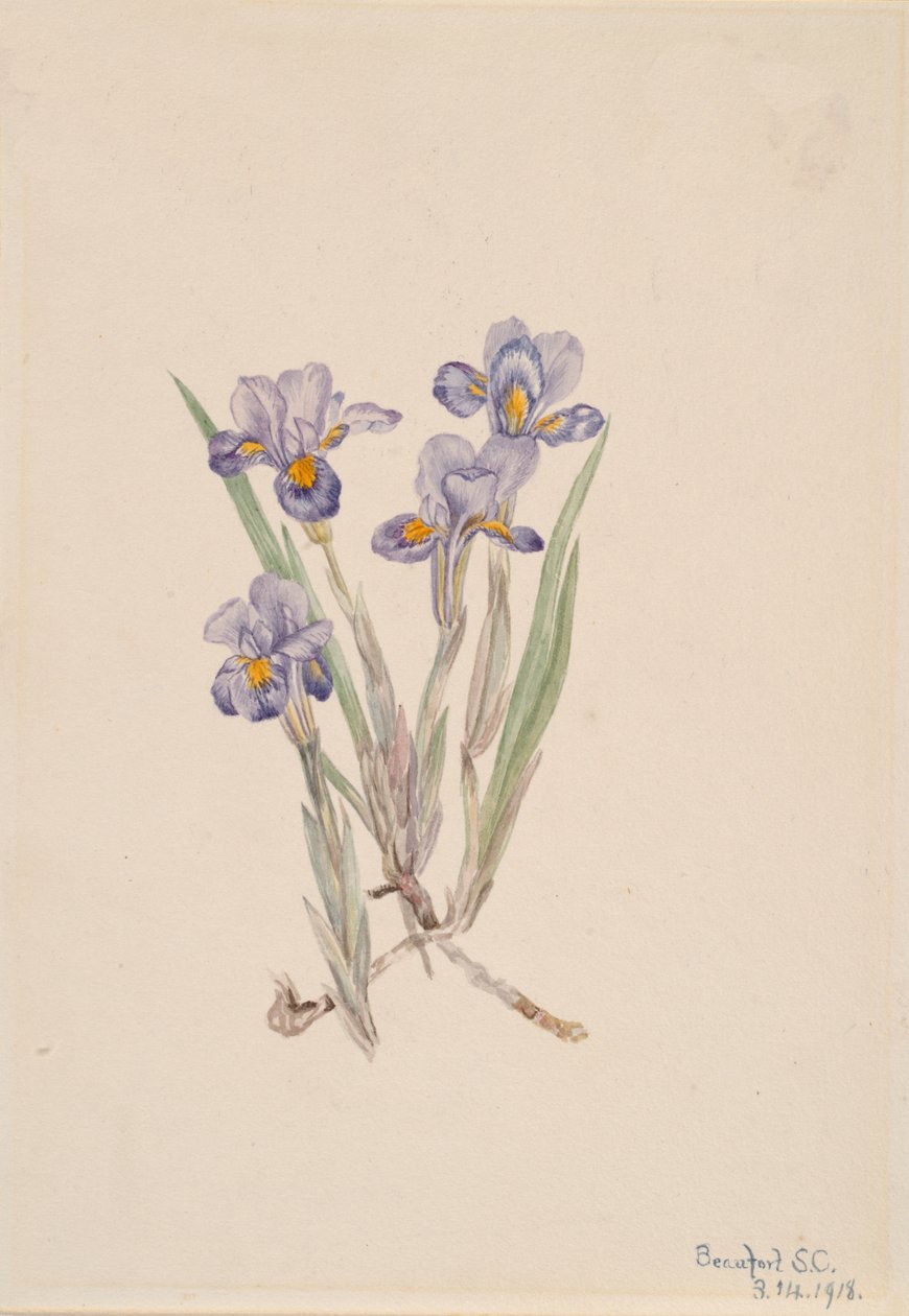 Vernal Iris Iris verna, 1918. af Mary Vaux Walcott