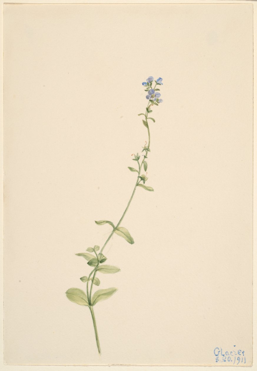 Veronica serpyllifolia af Mary Vaux Walcott