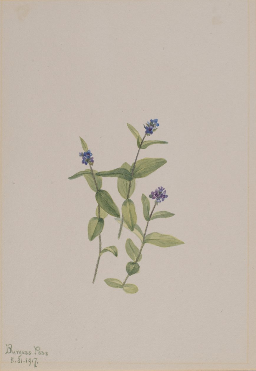 Veronica wormskjoldii af Mary Vaux Walcott