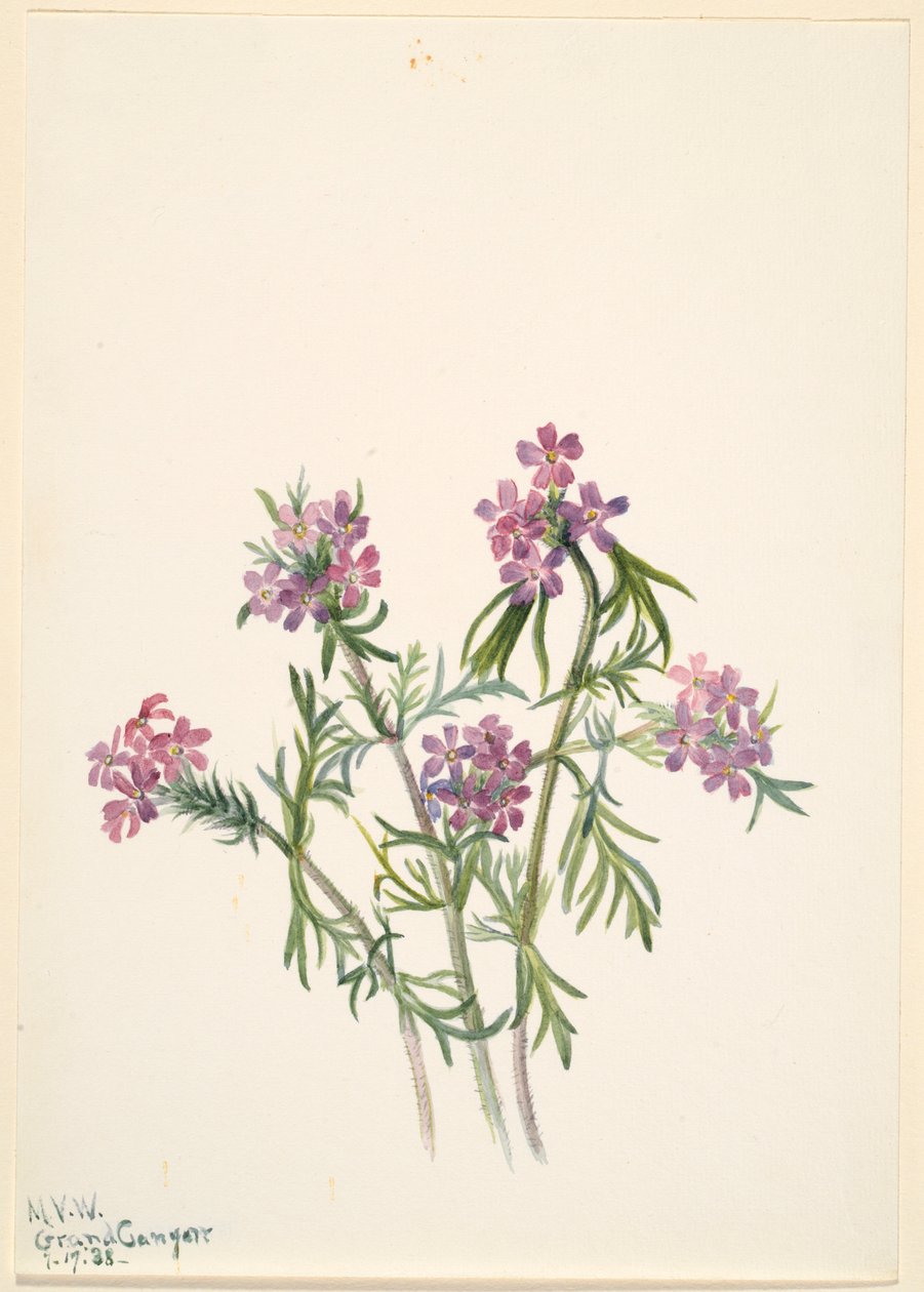 Jernurt (Verbena wrightii) af Mary Vaux Walcott