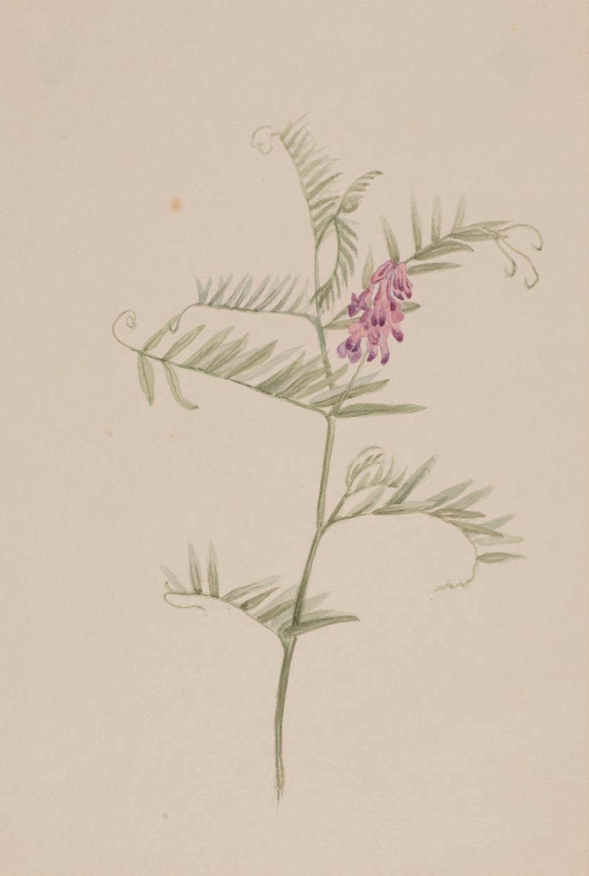 Vicia americana af Mary Vaux Walcott