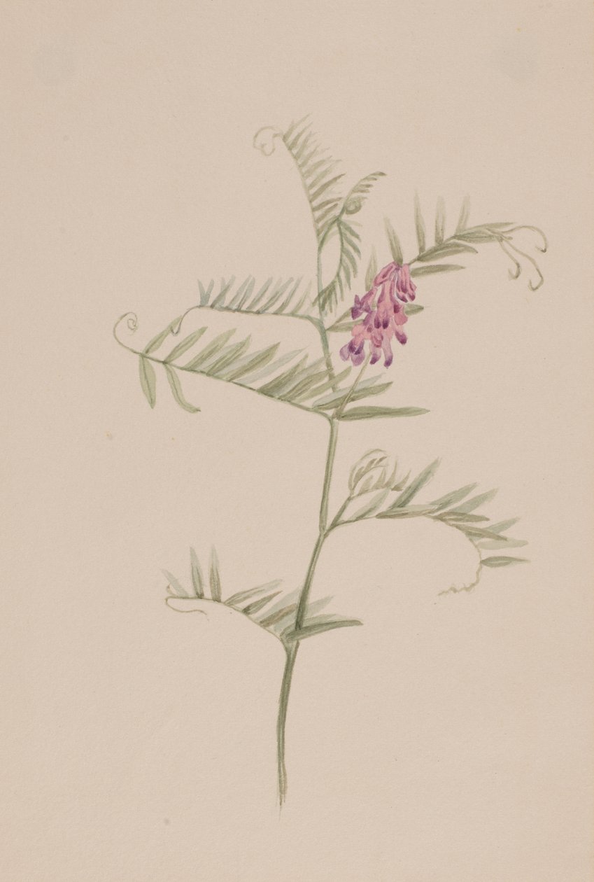Amerikansk vikke, ca. 1917-1918. af Mary Vaux Walcott
