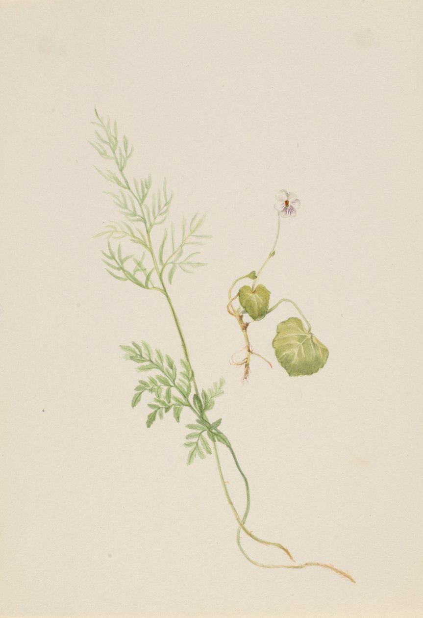 Viola palustris af Mary Vaux Walcott