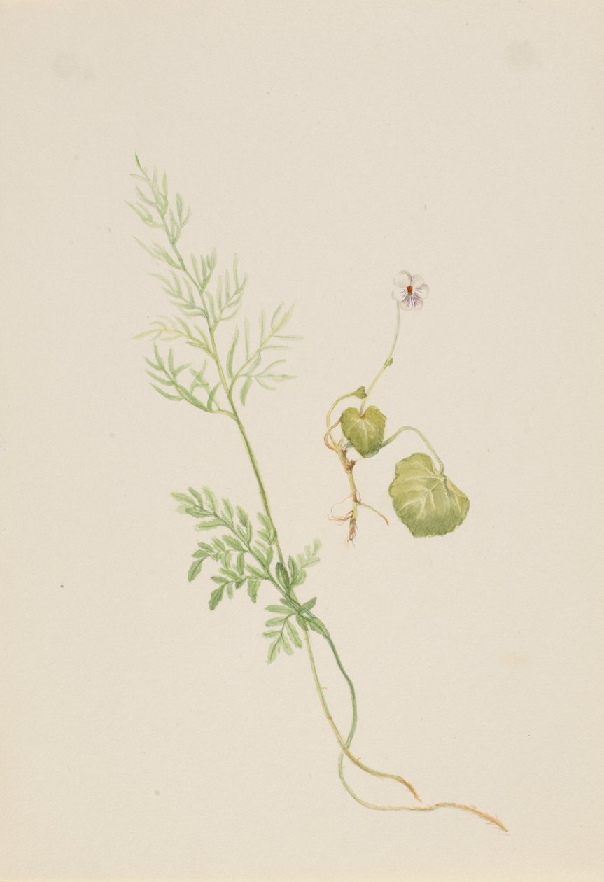 Viola palustris, ca. 1917-1918. af Mary Vaux Walcott