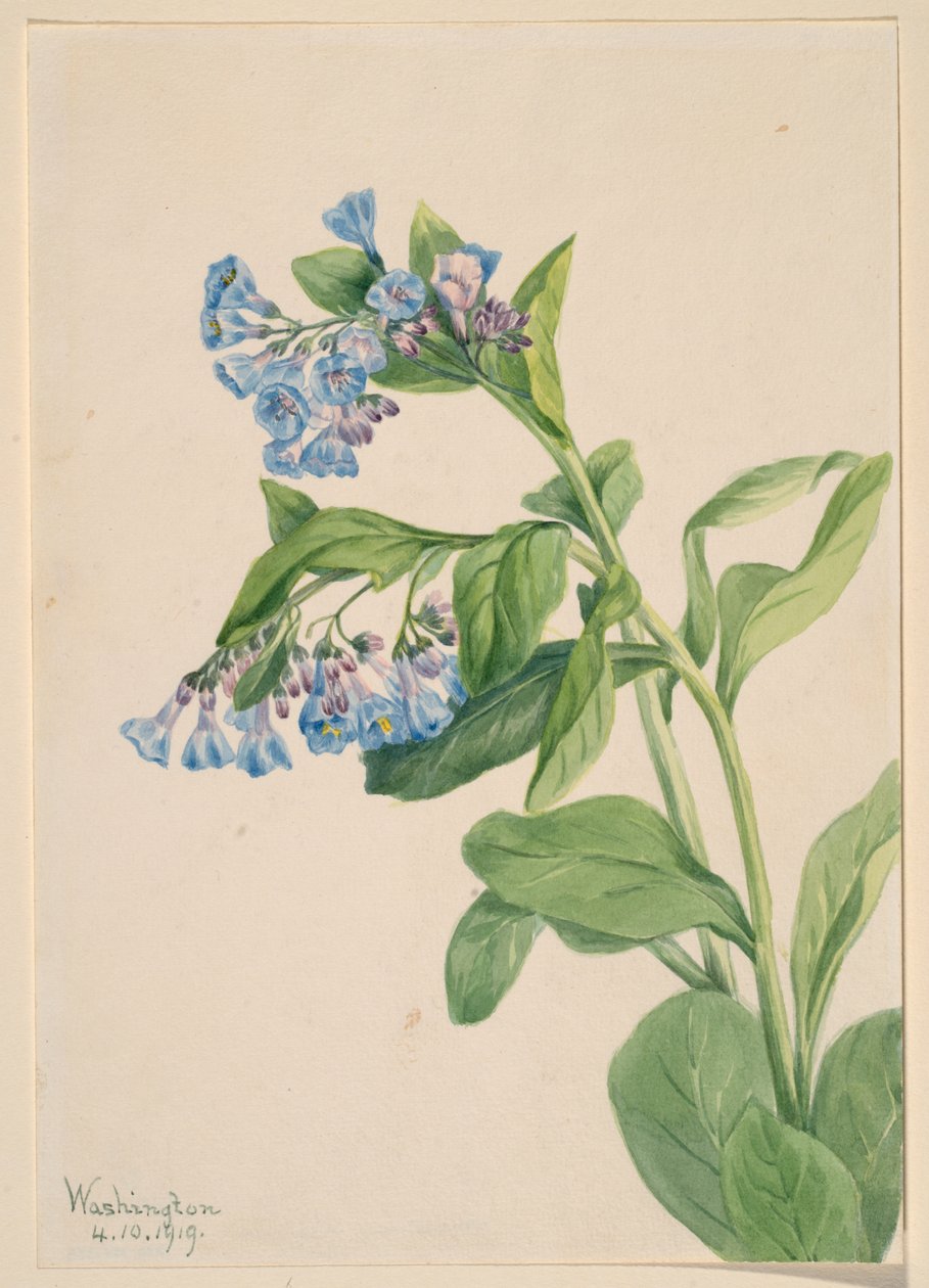 Virginia-blåklokke (Mertensia virginica) af Mary Vaux Walcott
