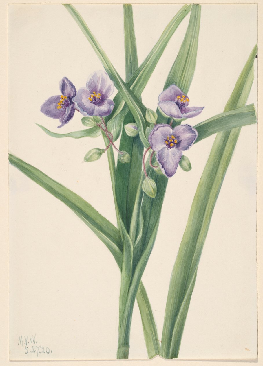 Virginia-edderkopurt (Tradescantia virginiana) af Mary Vaux Walcott