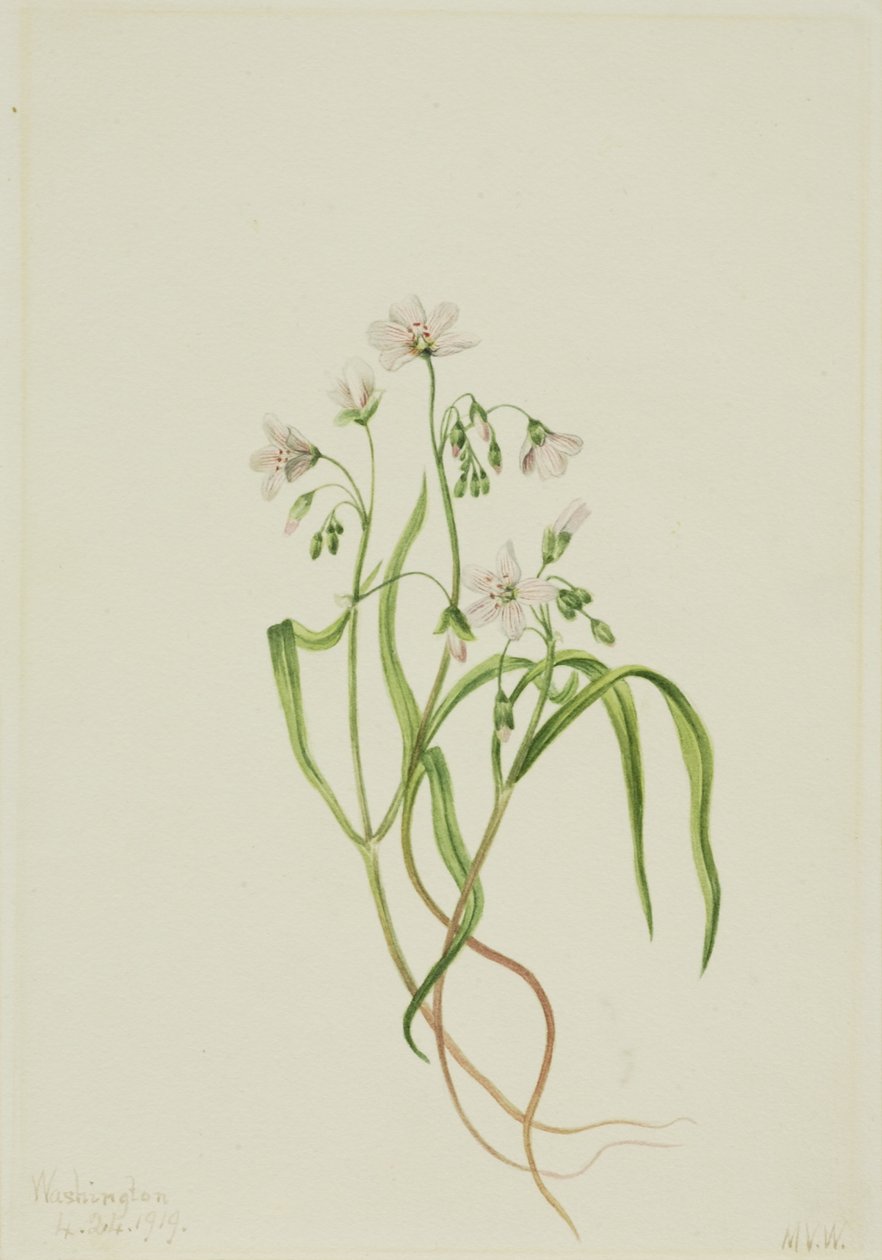 Virginia forårsskønhed (Claytonia virginica) af Mary Vaux Walcott