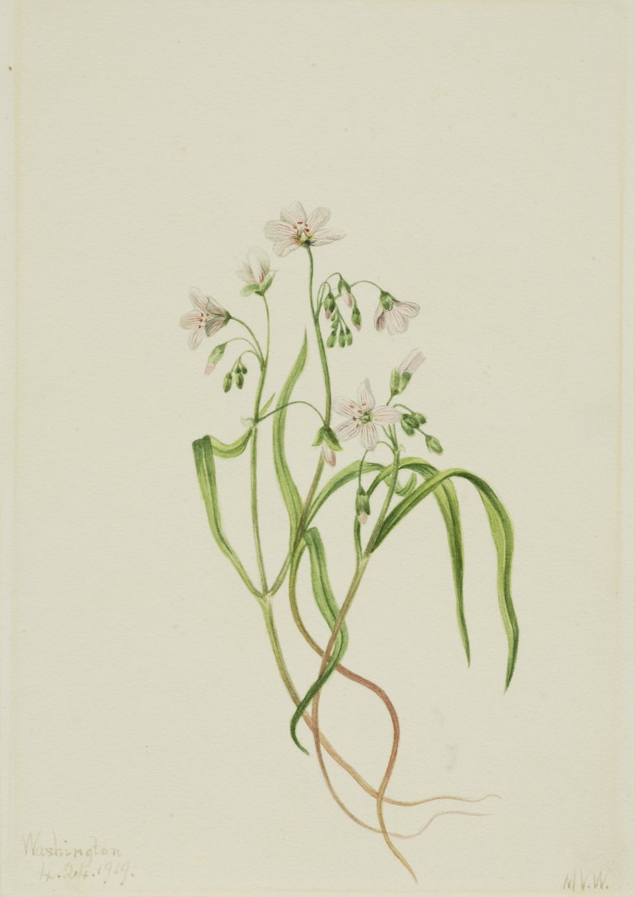 Virginia Springbeauty Claytonia virginica, 1919. af Mary Vaux Walcott