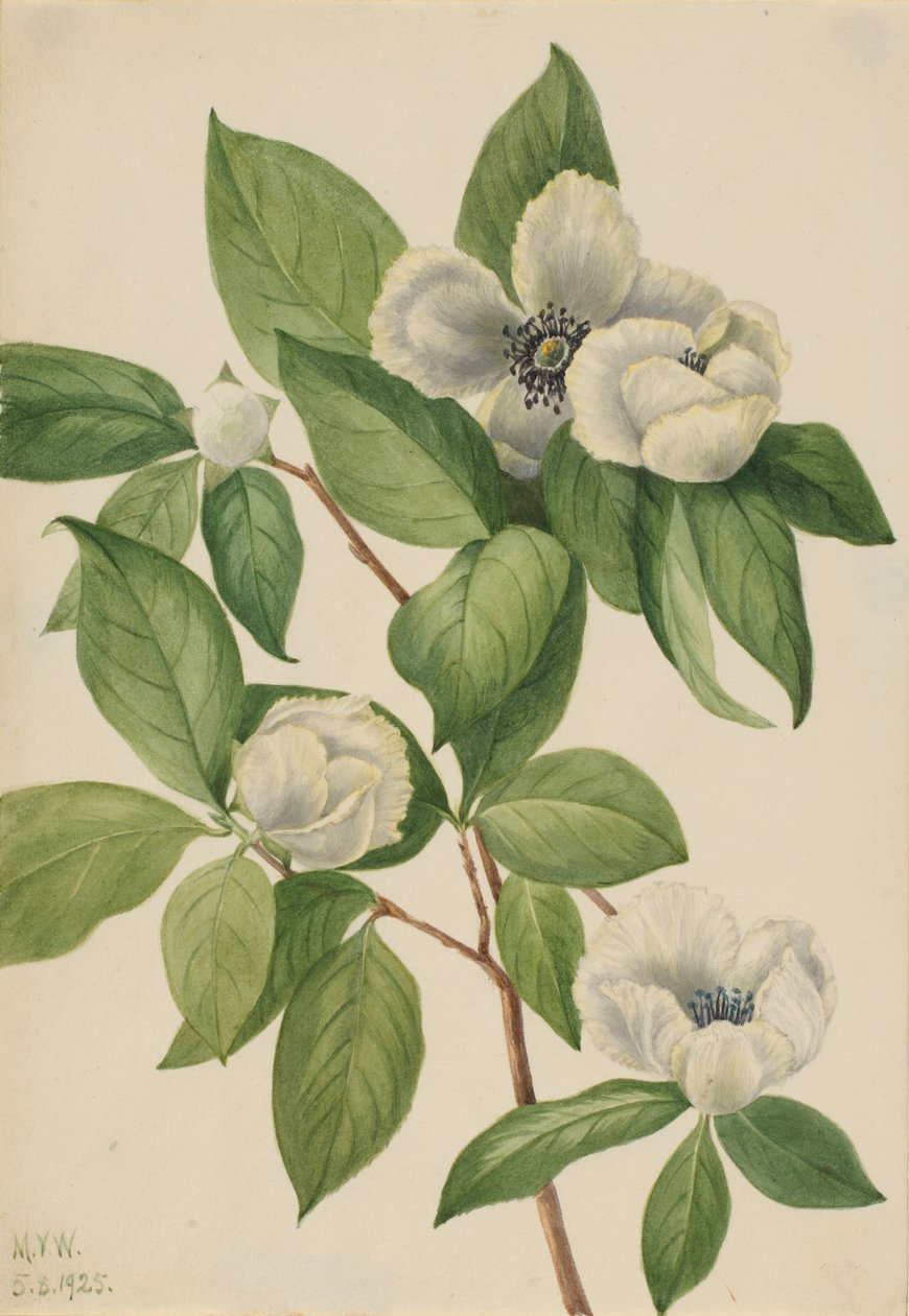 Virginia Stewartia (Stewartia malachodendron) af Mary Vaux Walcott