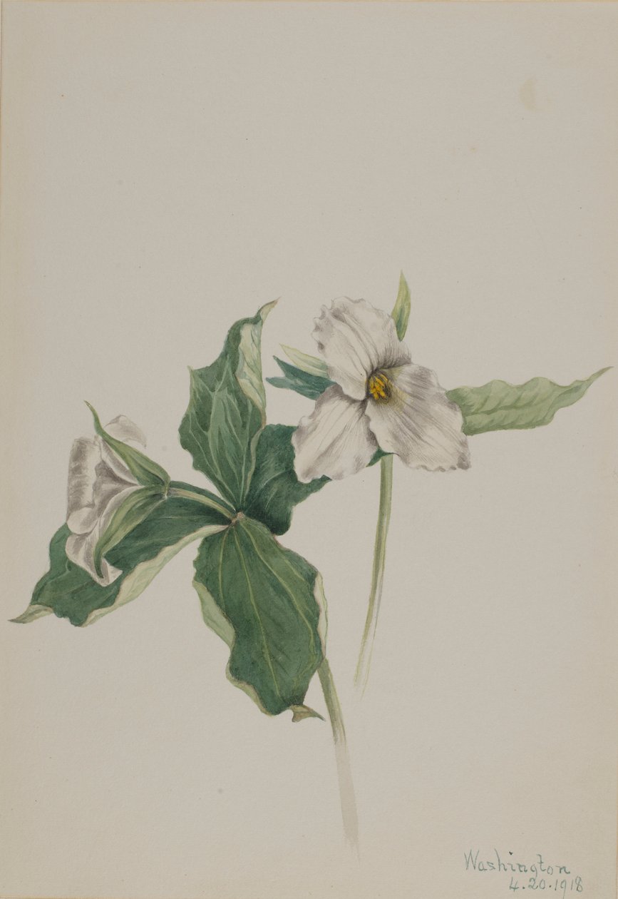 Trillium grandiflorum (storkenæb) af Mary Vaux Walcott