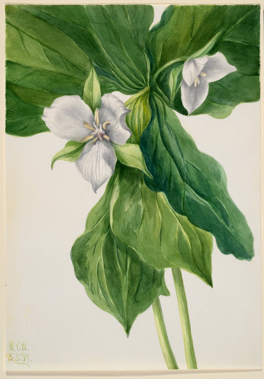 Vækning af rødhætte (Trillium-lignende) af Mary Vaux Walcott