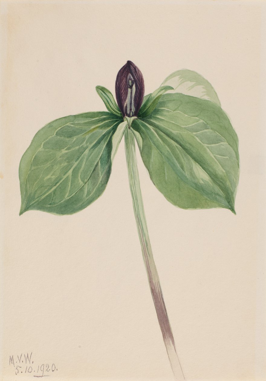 Wake-Robin Trillium fastsiddende, 1920. af Mary Vaux Walcott
