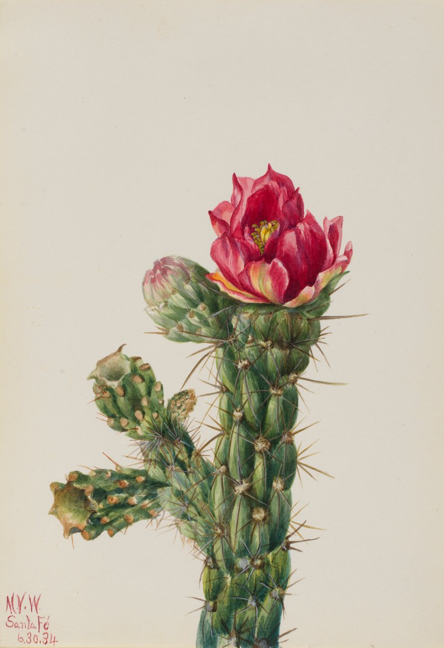 Vandrende pindsvineknop (Opuntia imbricata) af Mary Vaux Walcott