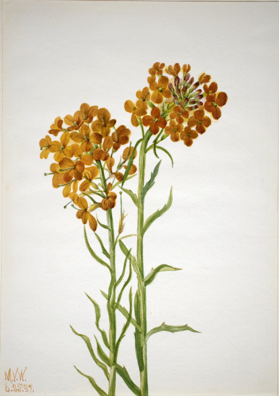 Vægblomst Erysimum wheeleri, 1937. af Mary Vaux Walcott