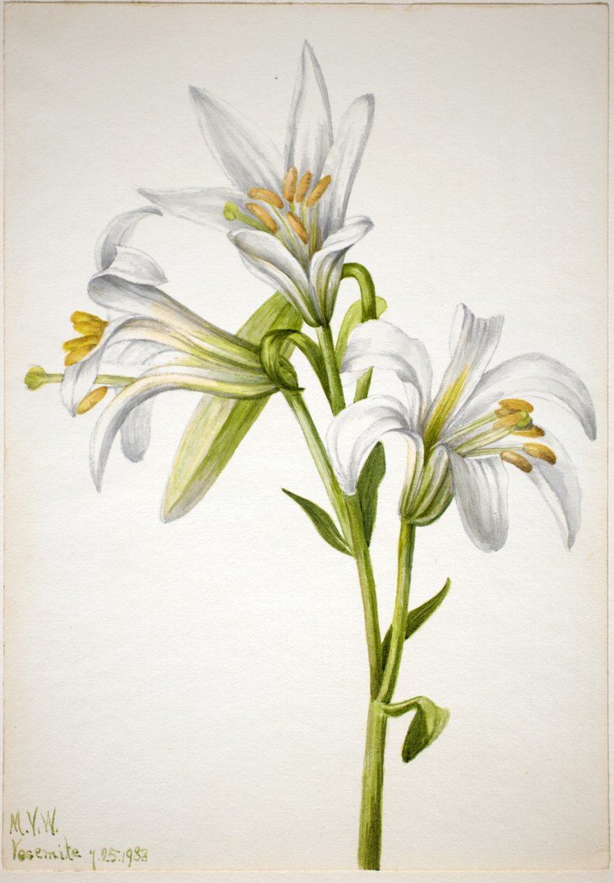 Washington-lilje (Lilium washingtonianum) af Mary Vaux Walcott
