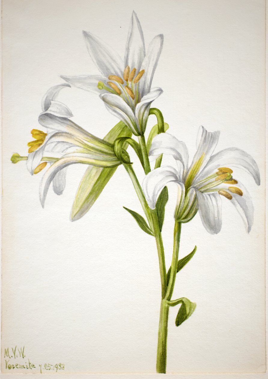Washington Lily Lilium washingtonianum, 1933. af Mary Vaux Walcott