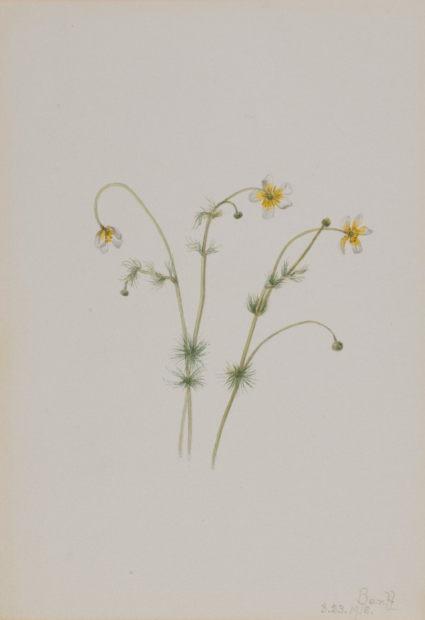 Vandskræppe (Batrachium trichophyllum) af Mary Vaux Walcott