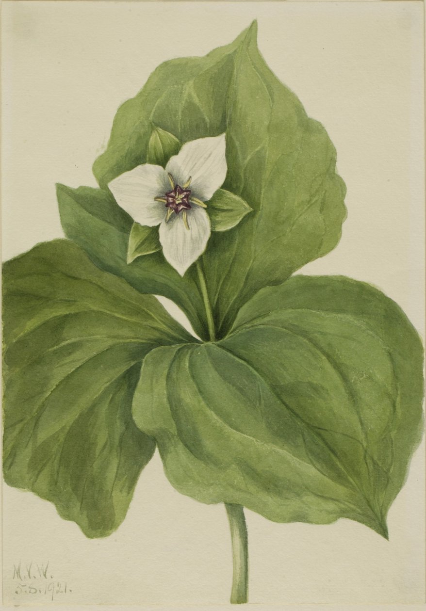 Wax Trillium (Trillium-album) af Mary Vaux Walcott