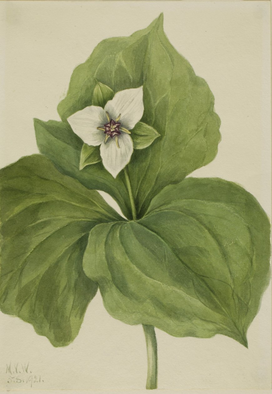 Wax Trillium Trillium album, 1921. af Mary Vaux Walcott