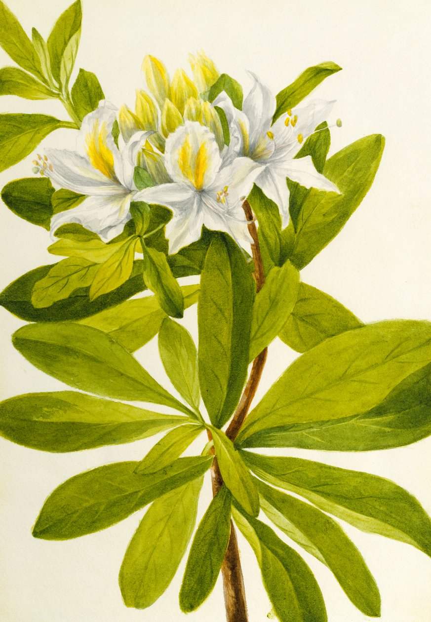 Western Azalea Rhododendron occidentale, n.d. af Mary Vaux Walcott