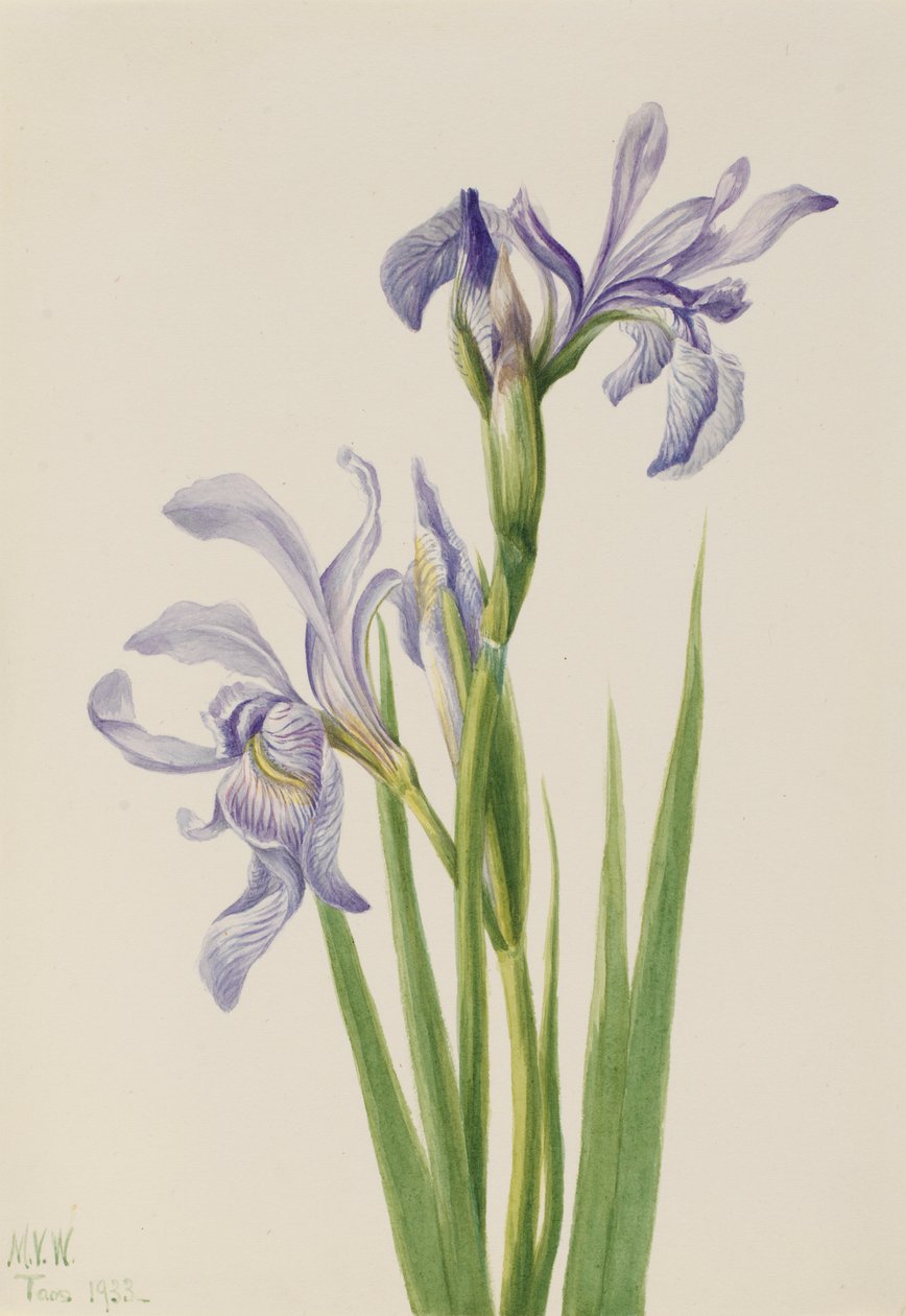 Vestlig blåflag (Iris missouriensis) af Mary Vaux Walcott