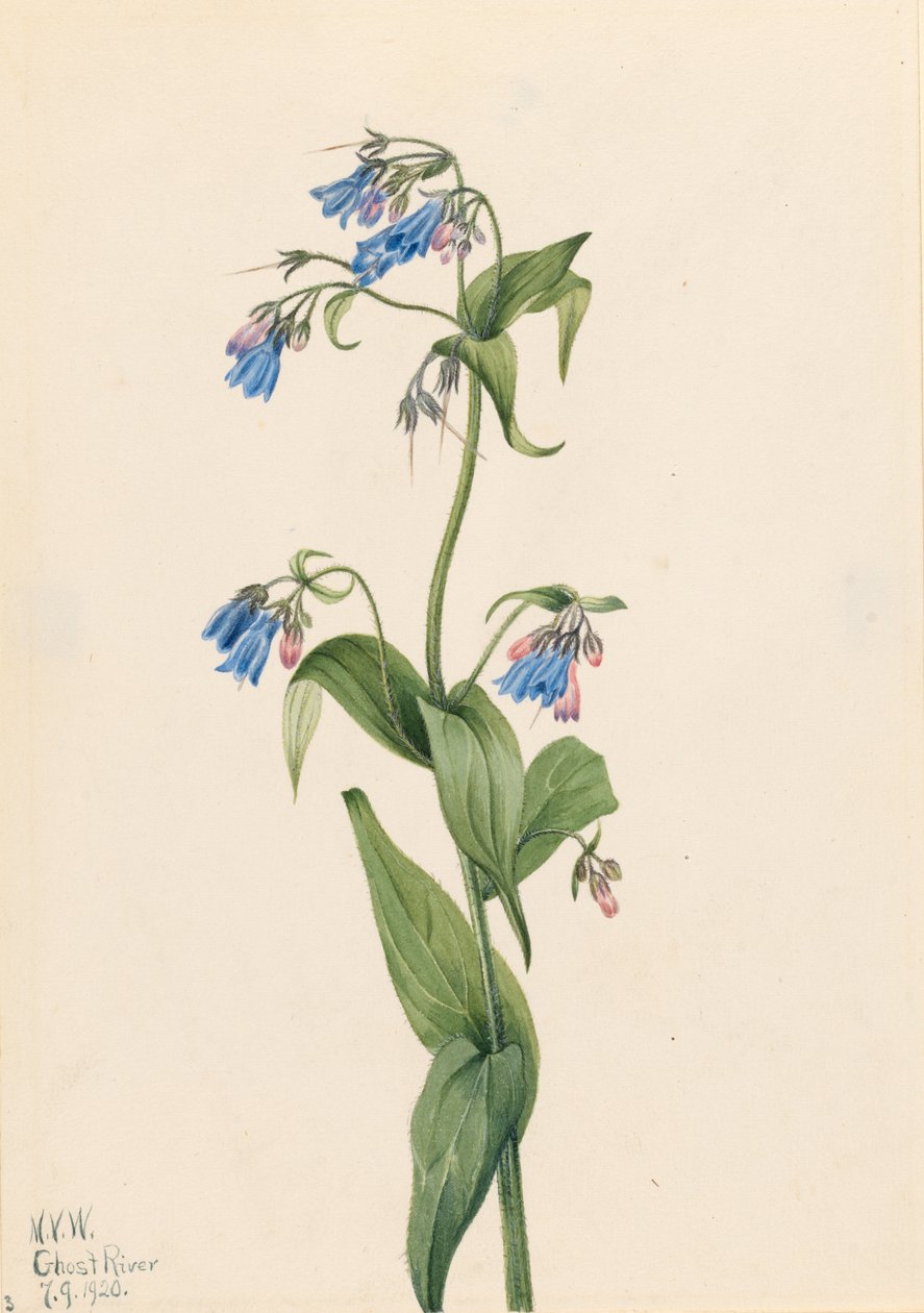 Vestlig blåklokke (Mertensia paniculata) af Mary Vaux Walcott