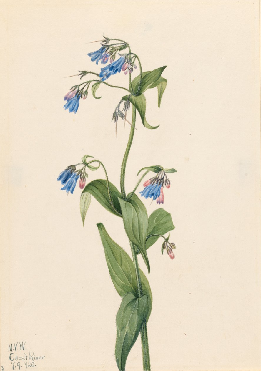 Western Bluebells Mertensia paniculata, 1920. af Mary Vaux Walcott
