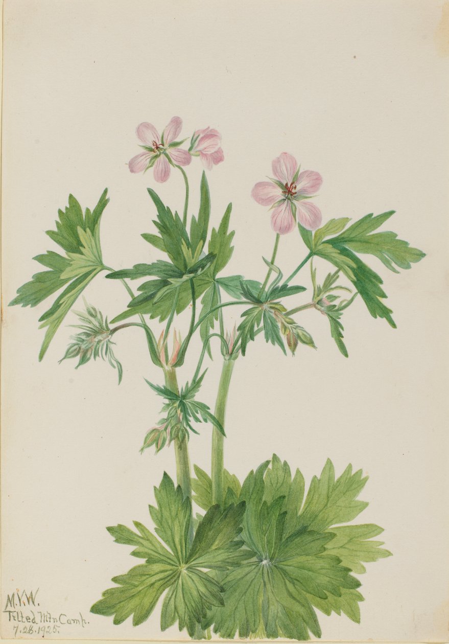 Vestlig storkenæb (Geranium viscosissimum) af Mary Vaux Walcott