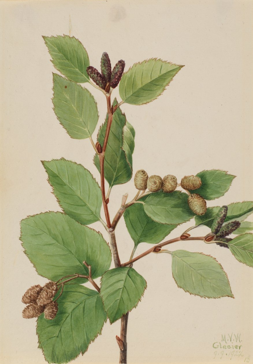 Western Green Alder Alnus sinuata, 1922. af Mary Vaux Walcott