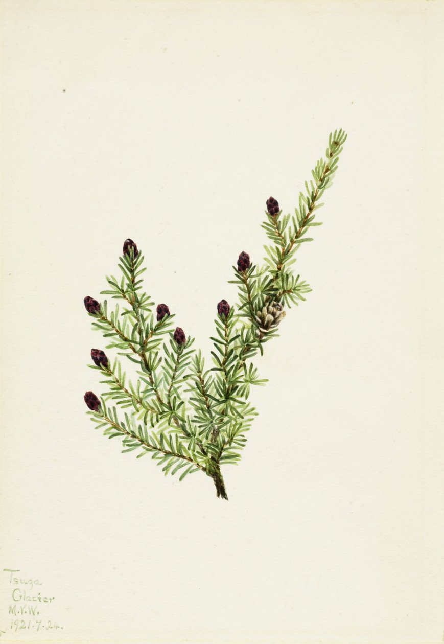 Vestlig hemlock (Tsuga heterophylla) af Mary Vaux Walcott