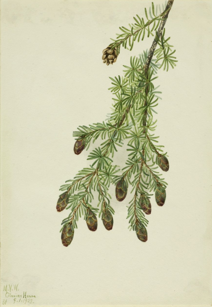 Western Hemlock Tsuga heterophylla, 1923. af Mary Vaux Walcott